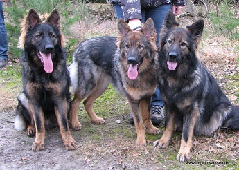 Halfbroer Davey, Sifra & Khes, Drie Angels